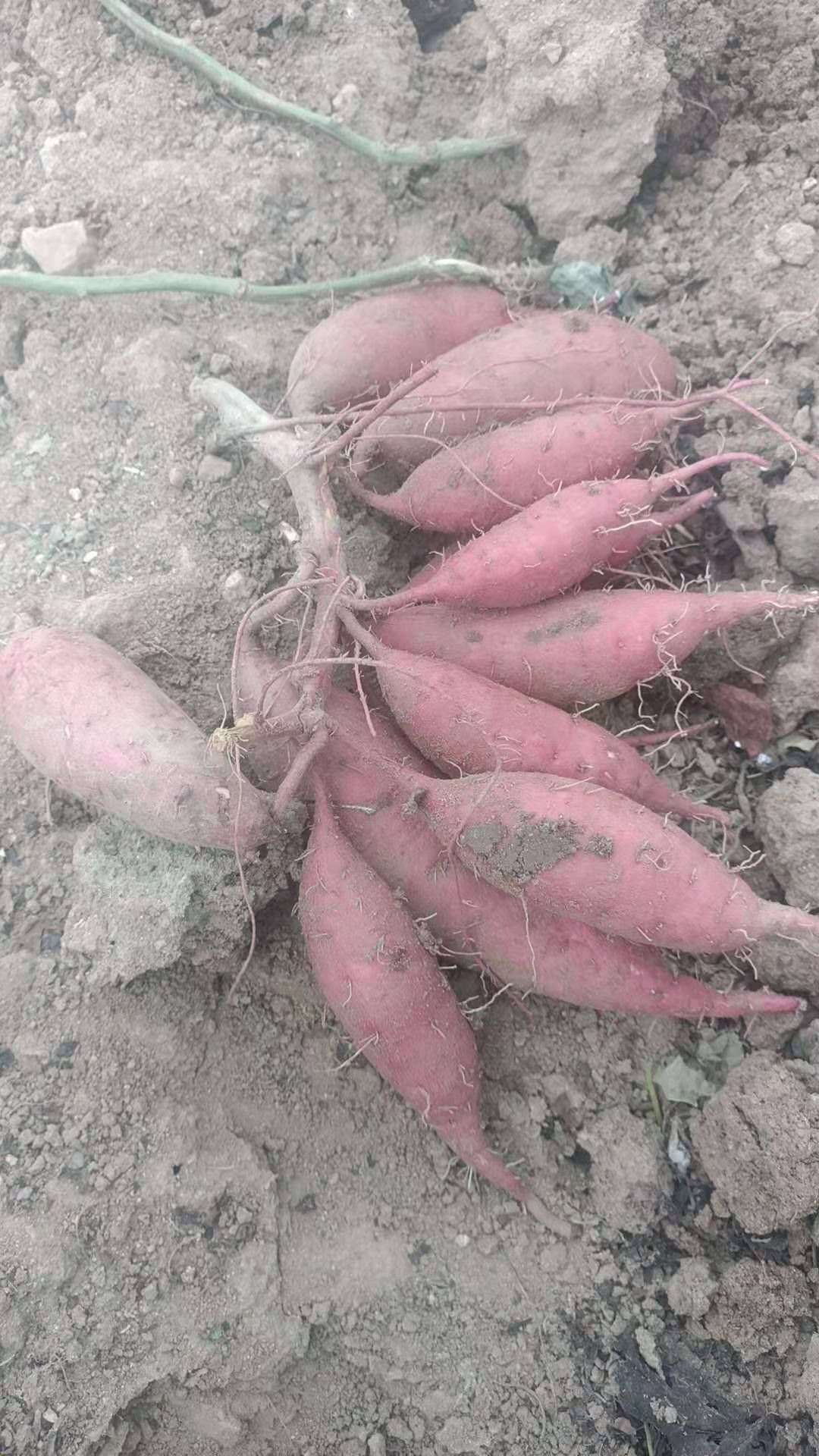野地瓜苗  金石哈密红瑶玛莎莉地瓜苗红薯苗紫薯苗脱毒地瓜苗叶