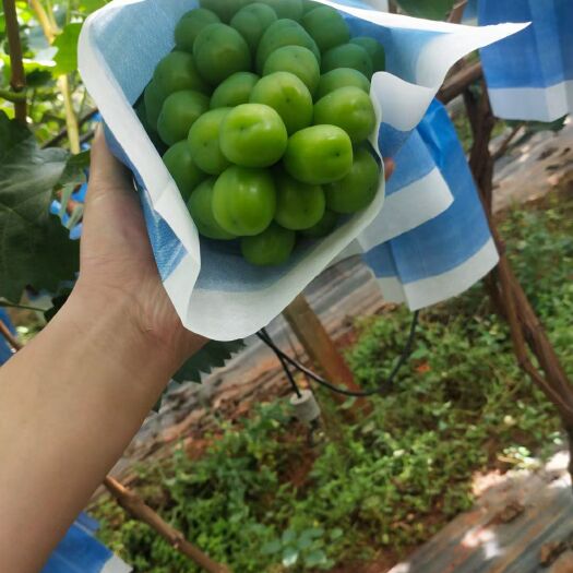 宾川县 葡萄，阳光玫瑰，晴王