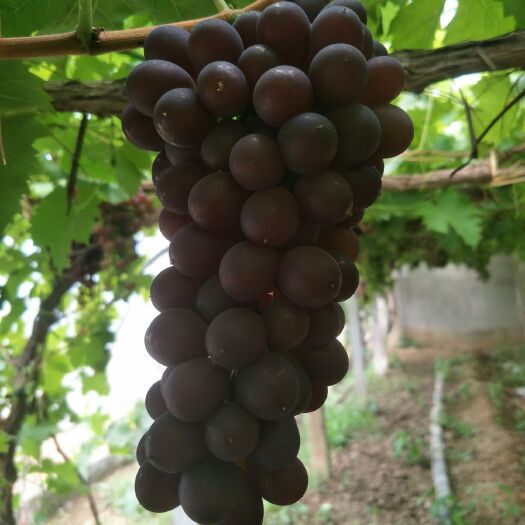 昌黎县玫瑰香葡萄，无核葡萄