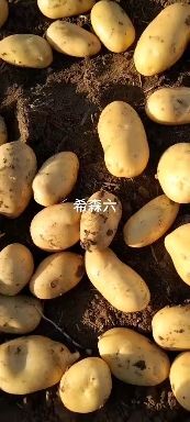围场县荷兰15  西森土豆