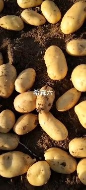 荷兰15 西森土豆