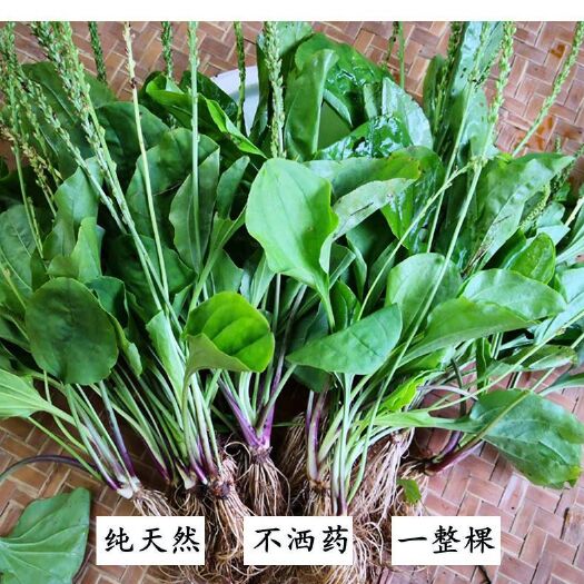 赫章县贵州本地露天新鲜车前草中草药