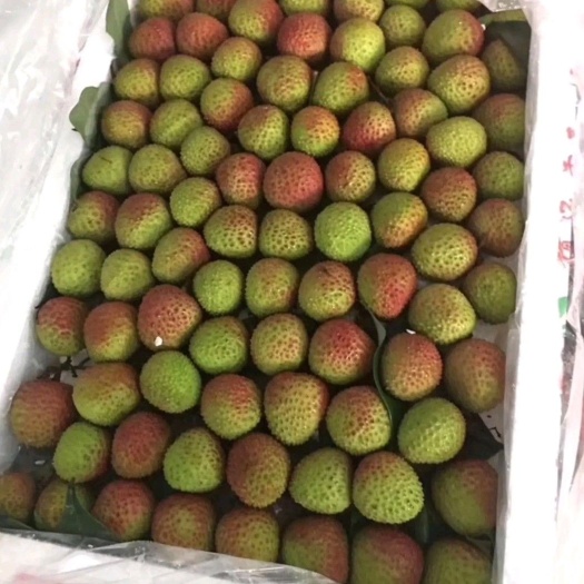 灵山县妃子笑荔枝  荔枝妃子笑
