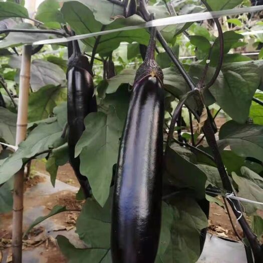 烧烤茄子苗 紫把长茄子苗 嫁接茄子苗 薄皮烧烤长茄种苗