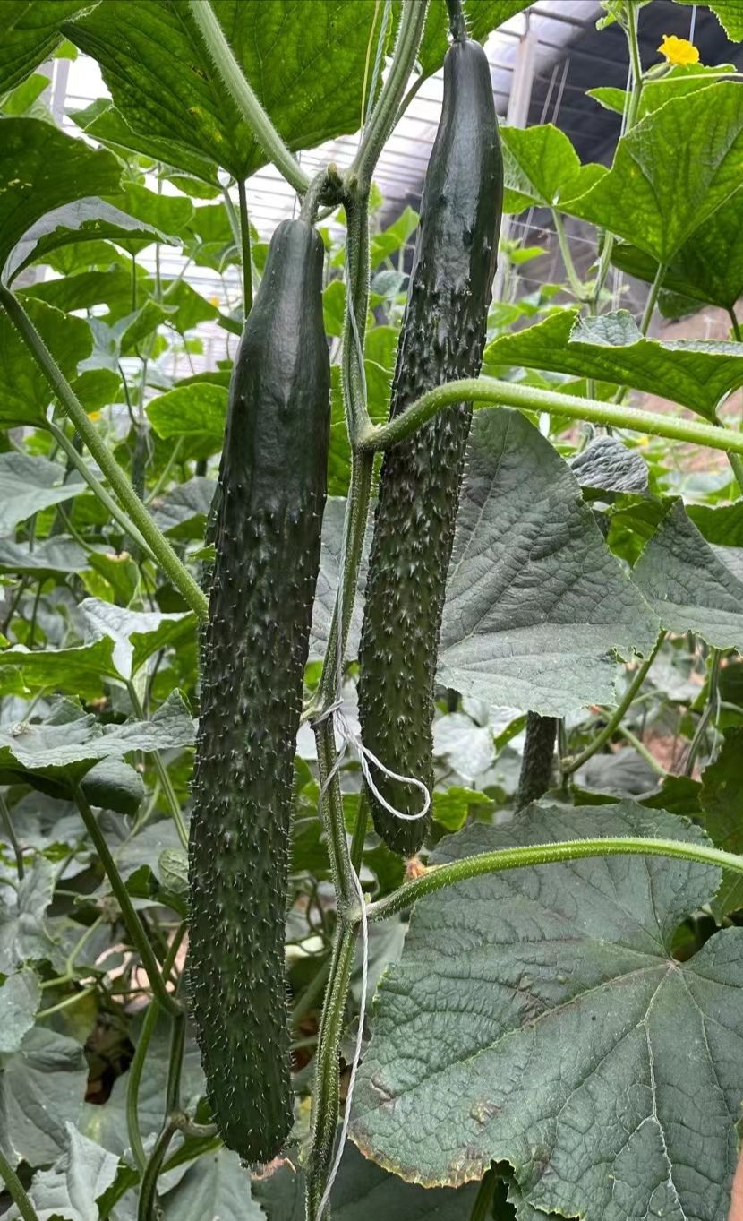 黄瓜种苗  强雌黄瓜苗 德瑞特89黄瓜苗 嫁接黄瓜苗 黑油量