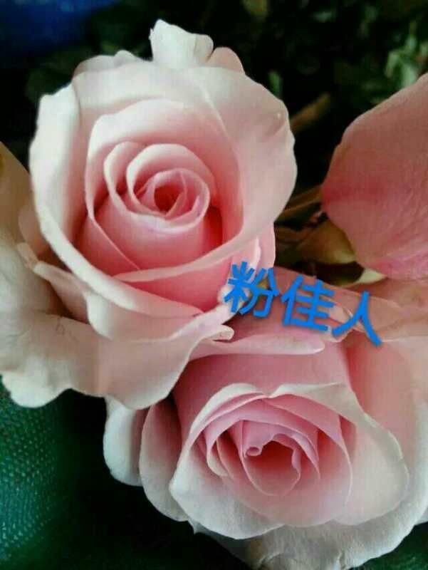 云南玫瑰苗品质优苗子好成活率高基地现取现发