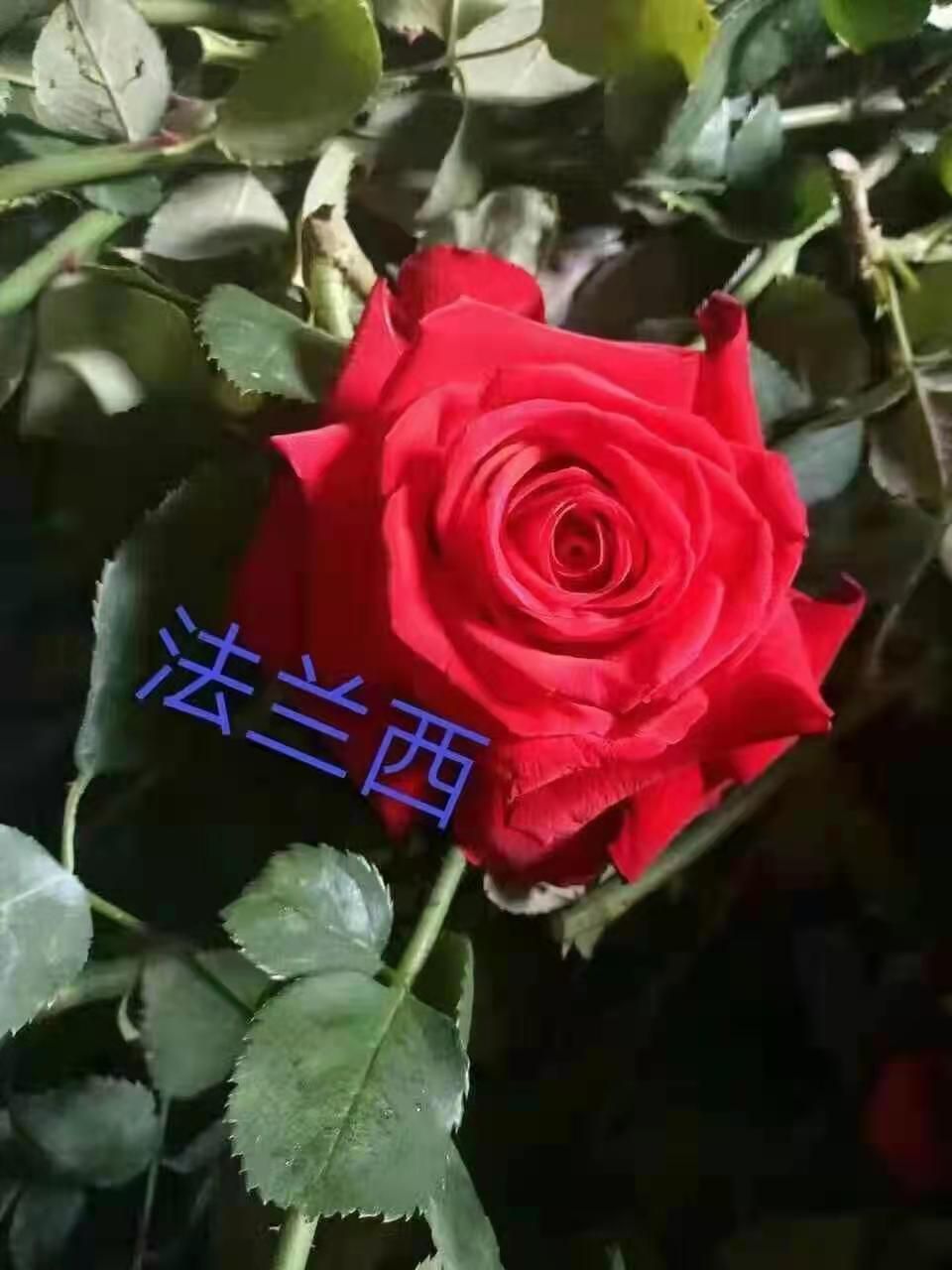 云南玫瑰苗品质优苗子好成活率高基地现取现发