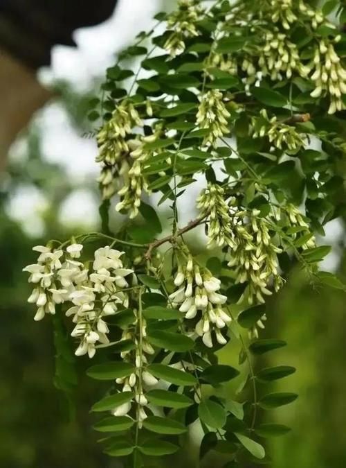 武山县 槐花