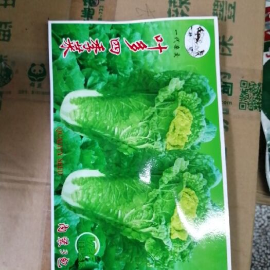 怀化白菜种子  四季可播种的小白莱种孑，品质风味好，全国各地皆