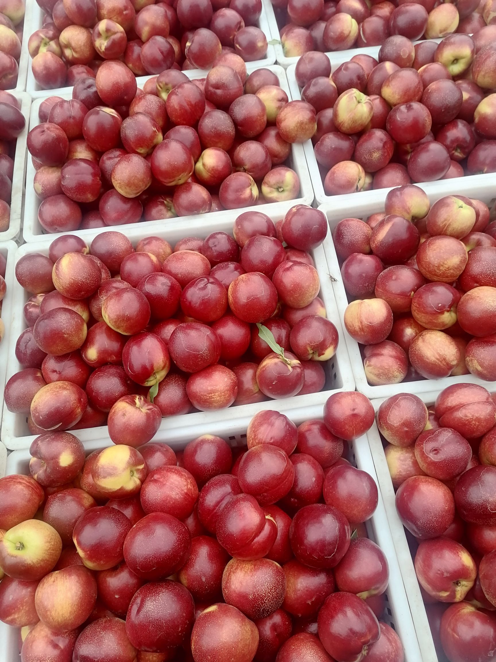 红油桃  安徽砀山万亩油桃开始预售，预计6月5日上市，果