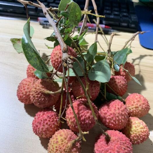 茂名桂味荔枝 荔枝之王～桂味