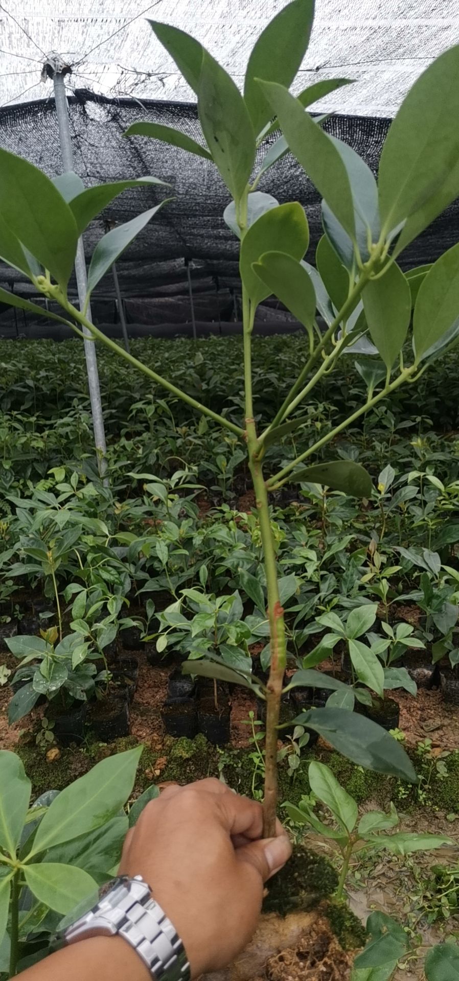 广西梧州藤县古龙镇八角树苗实生苗，嫁接苗，根须发达，种植易活