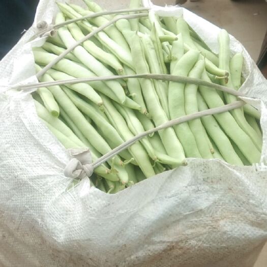 新野县无筋四季豆  四季豆大量上市啦色泽青绿口感好。