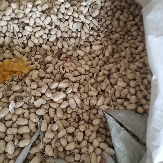 唐河县白沙系列 花生果