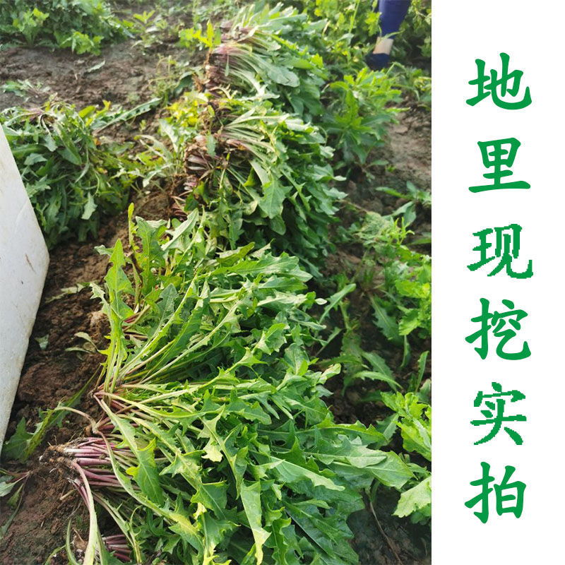 蒲公英菜 贵州本地露天蒲公英新鲜中药材