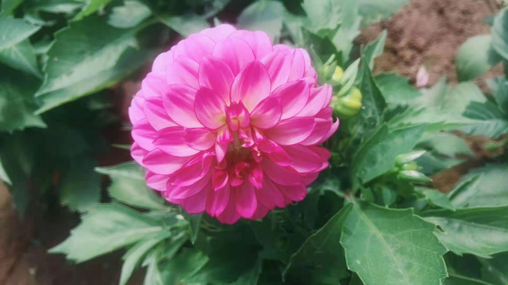 小丽花，花期长，。花色多