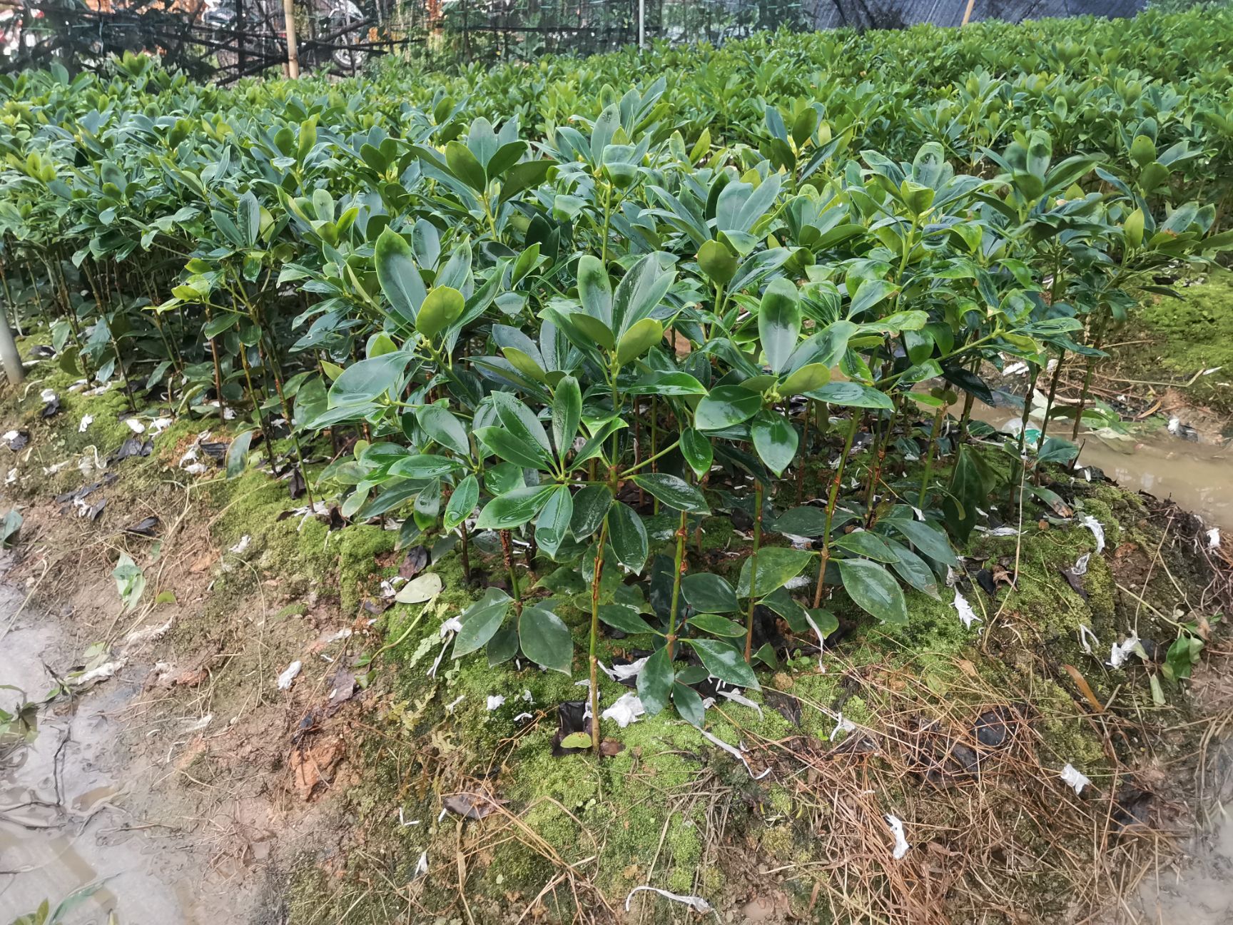 广西梧州藤县古龙镇八角树苗实生苗，嫁接苗，根须发达，种植易活