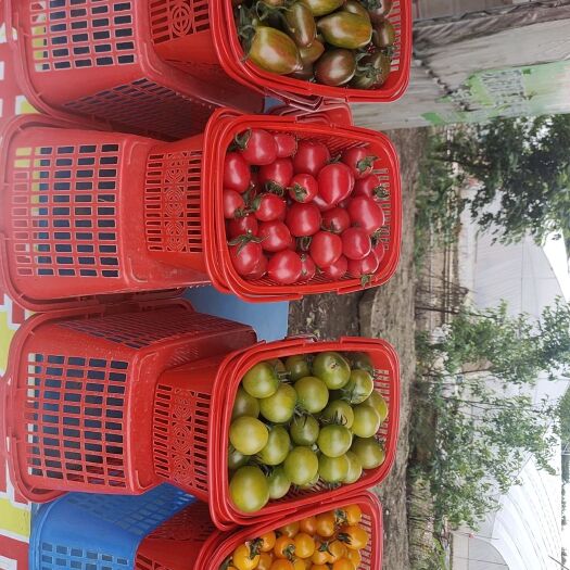 常州黄圣女果 大棚种植小番茄，红黄青三种颜色，口感脆甜多汁