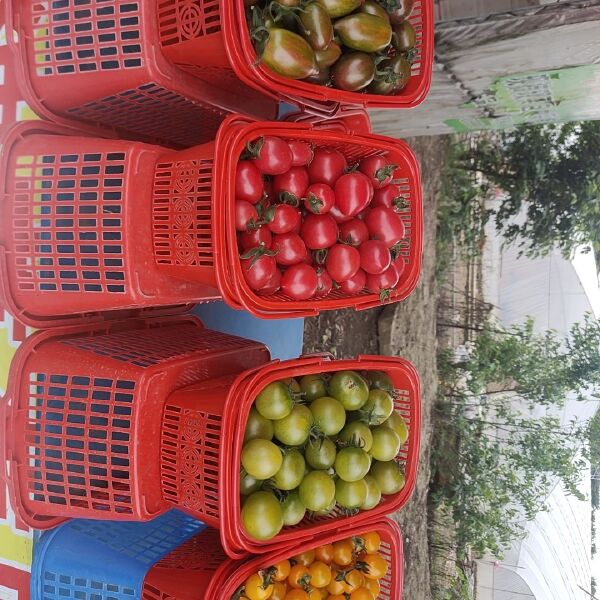 黄圣女果 大棚种植小番茄，红黄青三种颜色，口感脆甜多汁