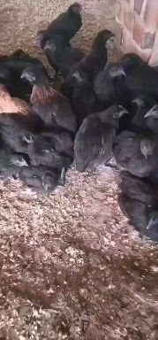 衡阳五黑鸡苗  黑乌鸡脱温苗，疫苗齐全，路损包赔