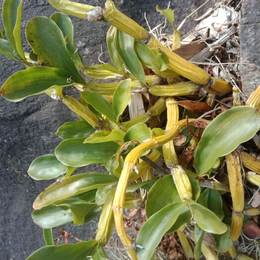 木里县景观盆栽 湿唇兰