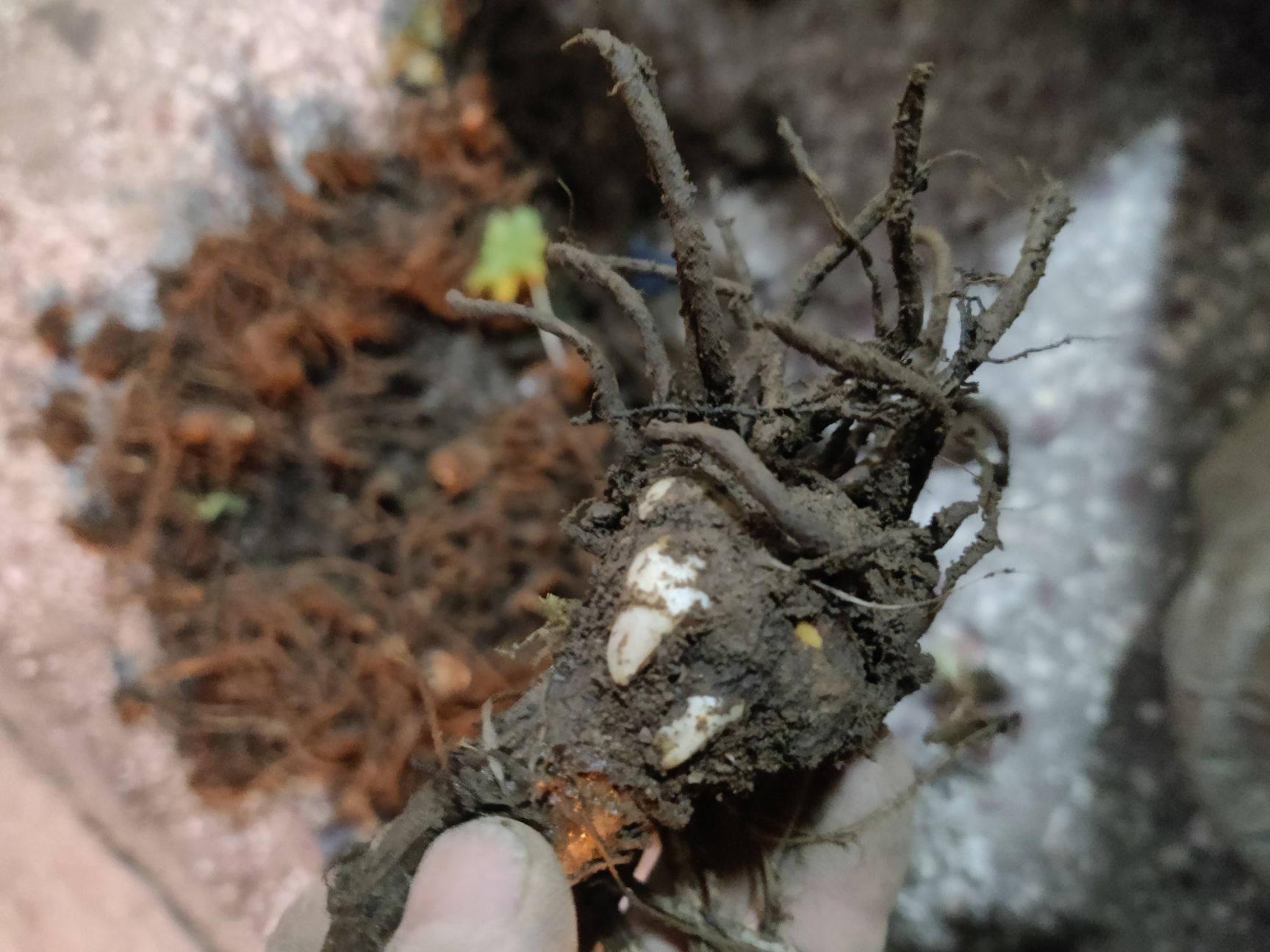 八角莲（江边一碗水）旱八角，八角金盘，千金锤鲜块茎