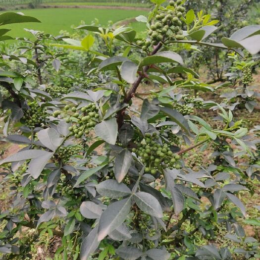 重庆市 花椒，鲜青花椒