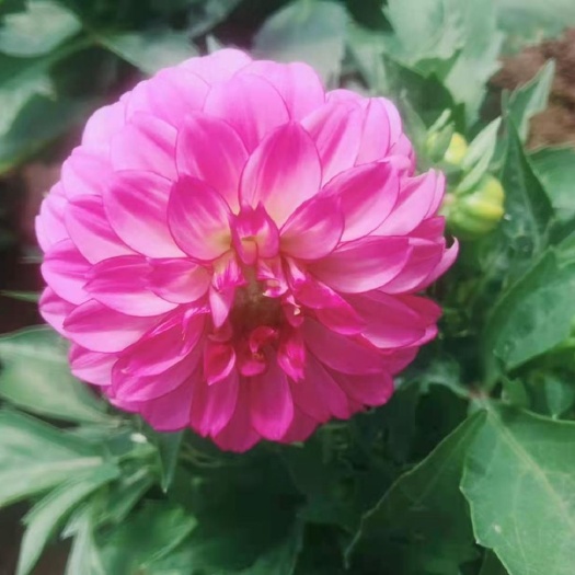 小丽花，花期长，。花色多