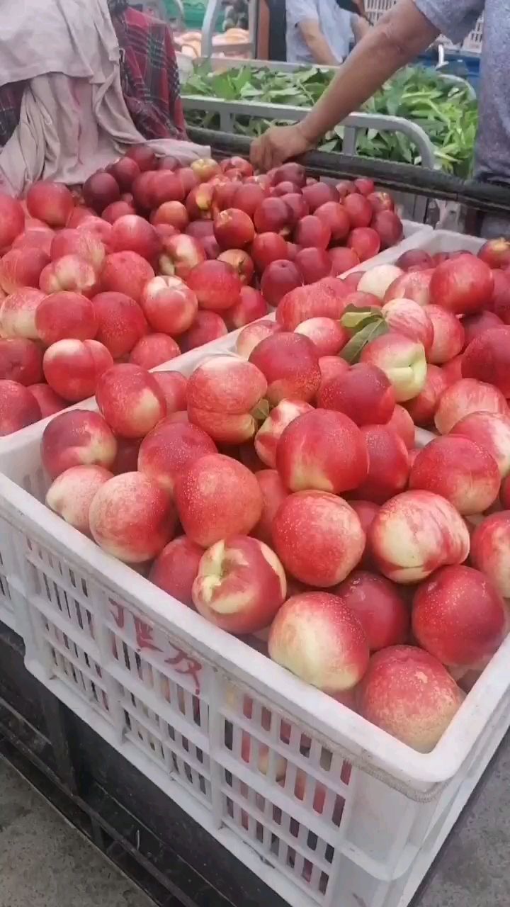 红油桃  安徽砀山万亩油桃开始预售，预计6月5日上市，果