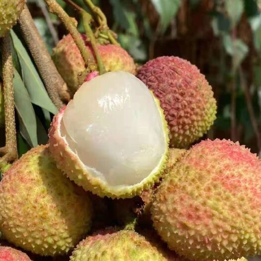 崇左妃子笑荔枝 荔枝妃子笑，，大量货源，想要的联系我