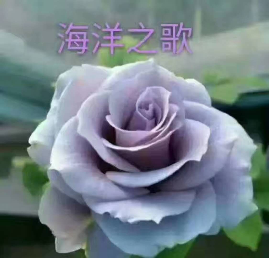 云南玫瑰苗品质优苗子好成活率高基地现取现发