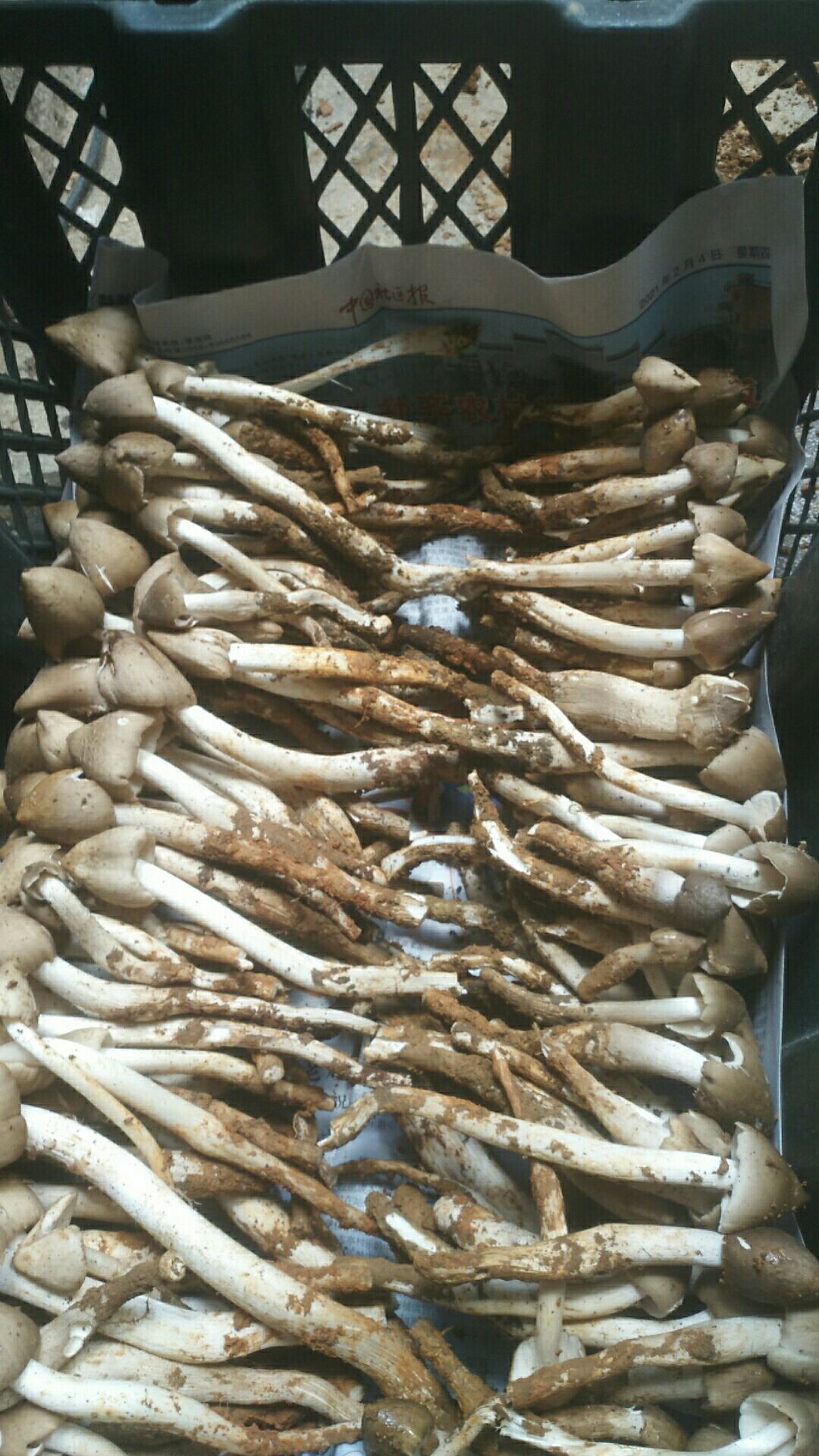 荔枝菌 什么价位老板