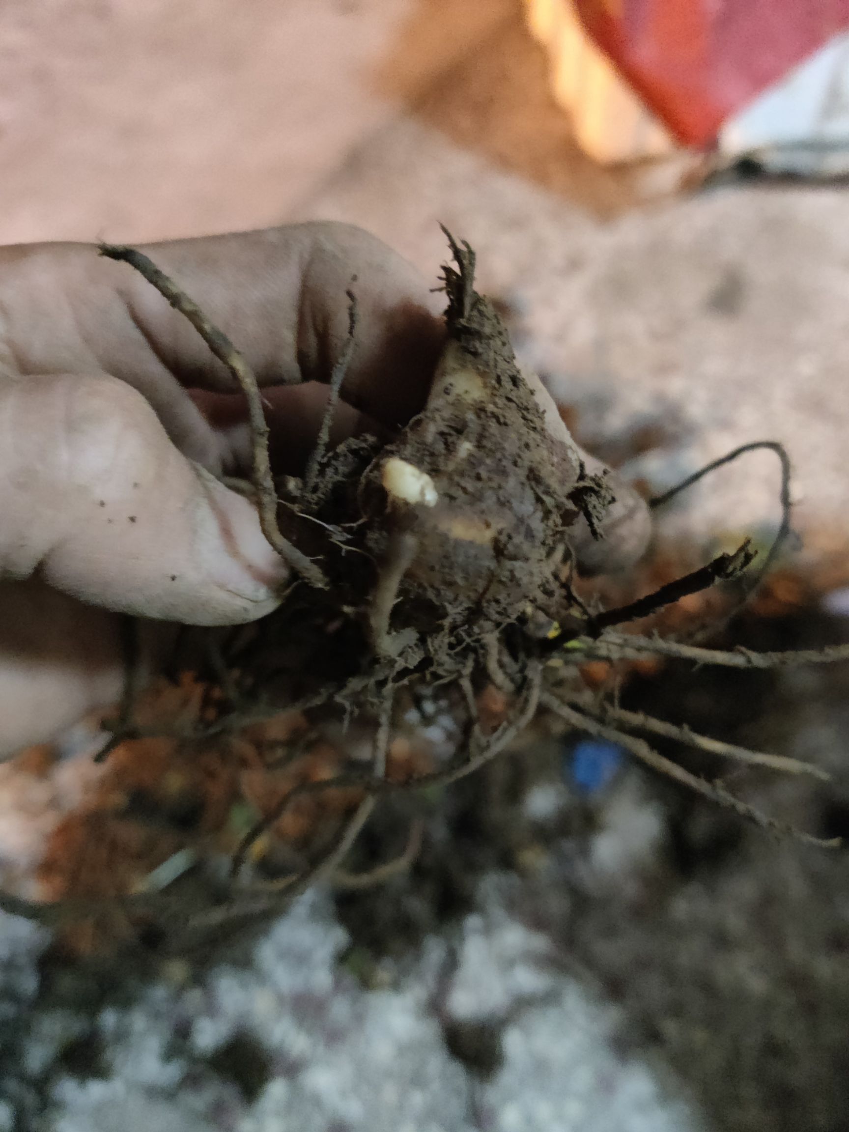 八角莲种苗  八角金盘  八角莲，旱八角，江边一碗水中小带芽