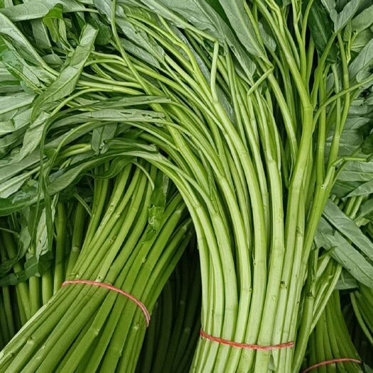 上海空心菜（基地常年供应各种蔬菜）