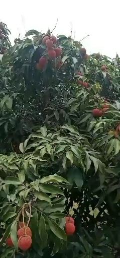 妃子笑荔枝 产地大量荔枝货源黑叶白蜡妃子笑白糖罂上市产地值供