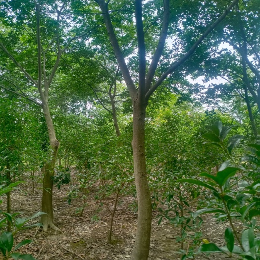 九江丛生朴树 朴树，红继木球，樱花，小苗红叶石楠，乌秋，杜鹃，金边黄杨等
