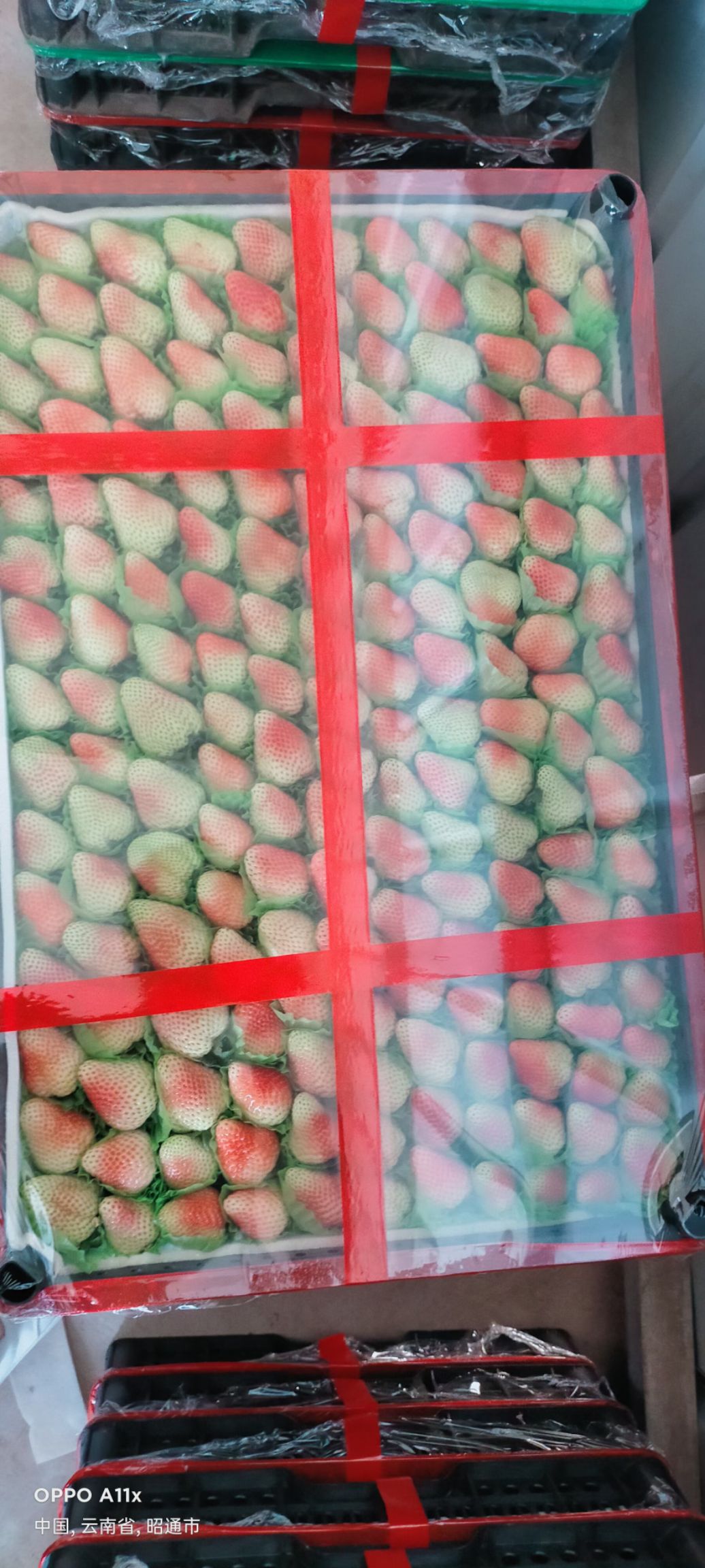 蒙特瑞草莓 双流草莓合作联系