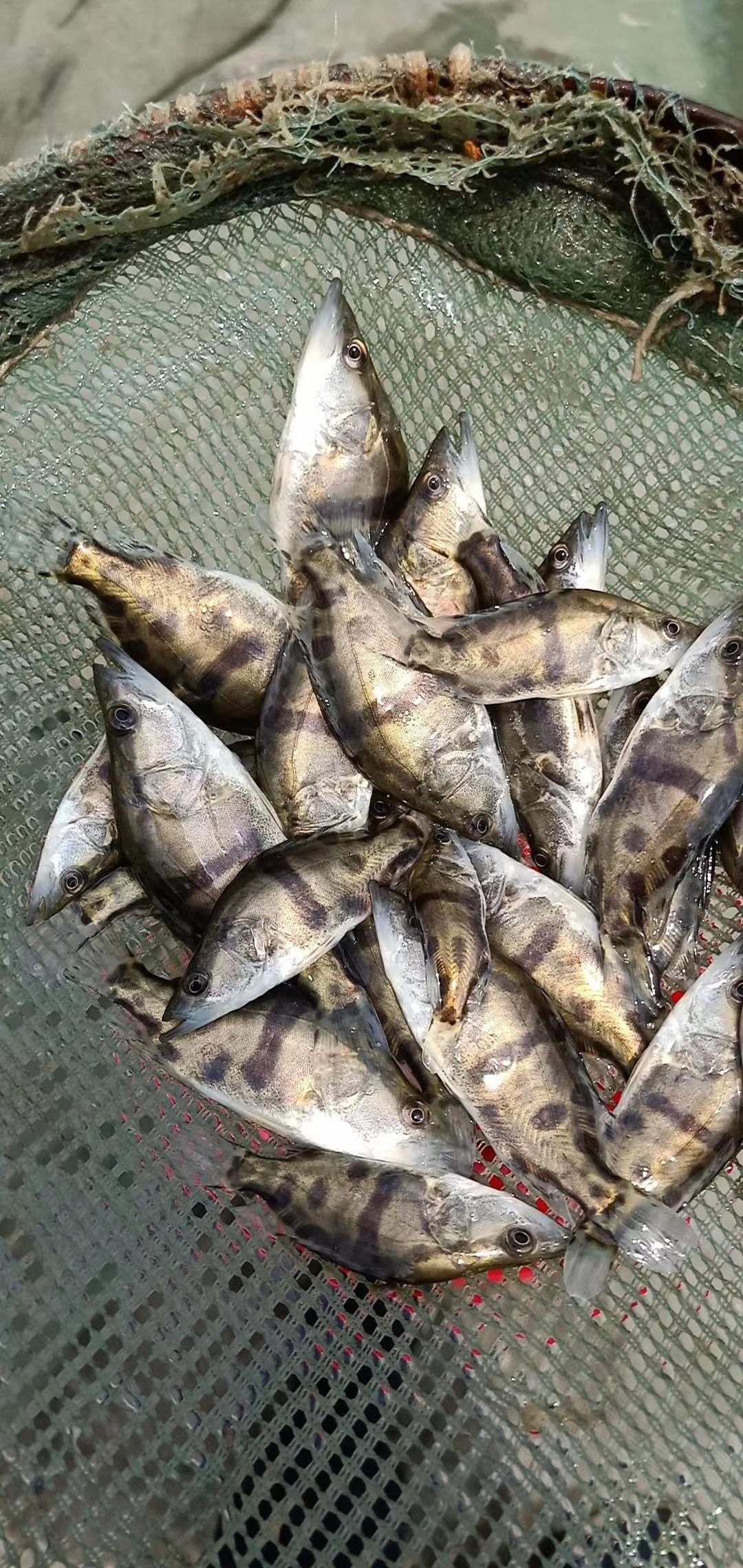 翘嘴鳜 翘嘴桂鱼