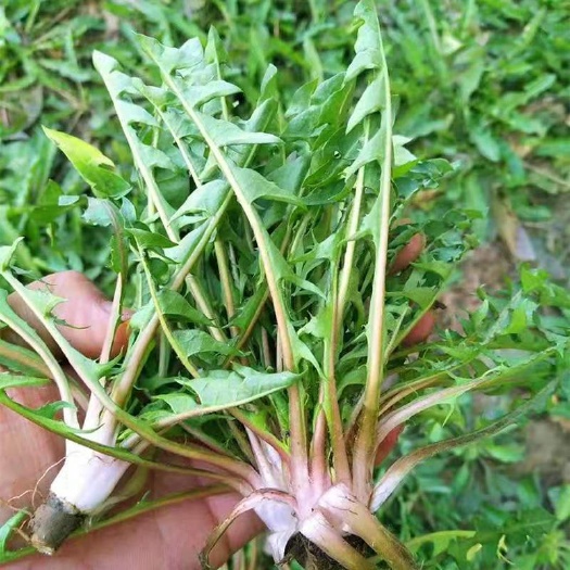 赫章县蒲公英菜 贵州本地露天蒲公英新鲜中药材