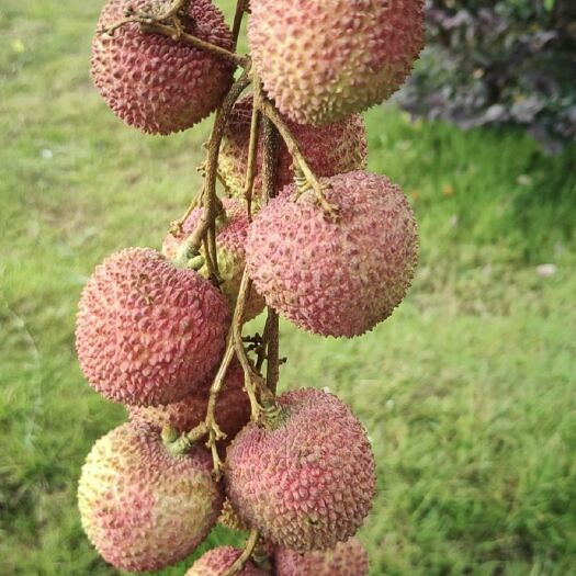 广州 广州妃子笑荔枝
