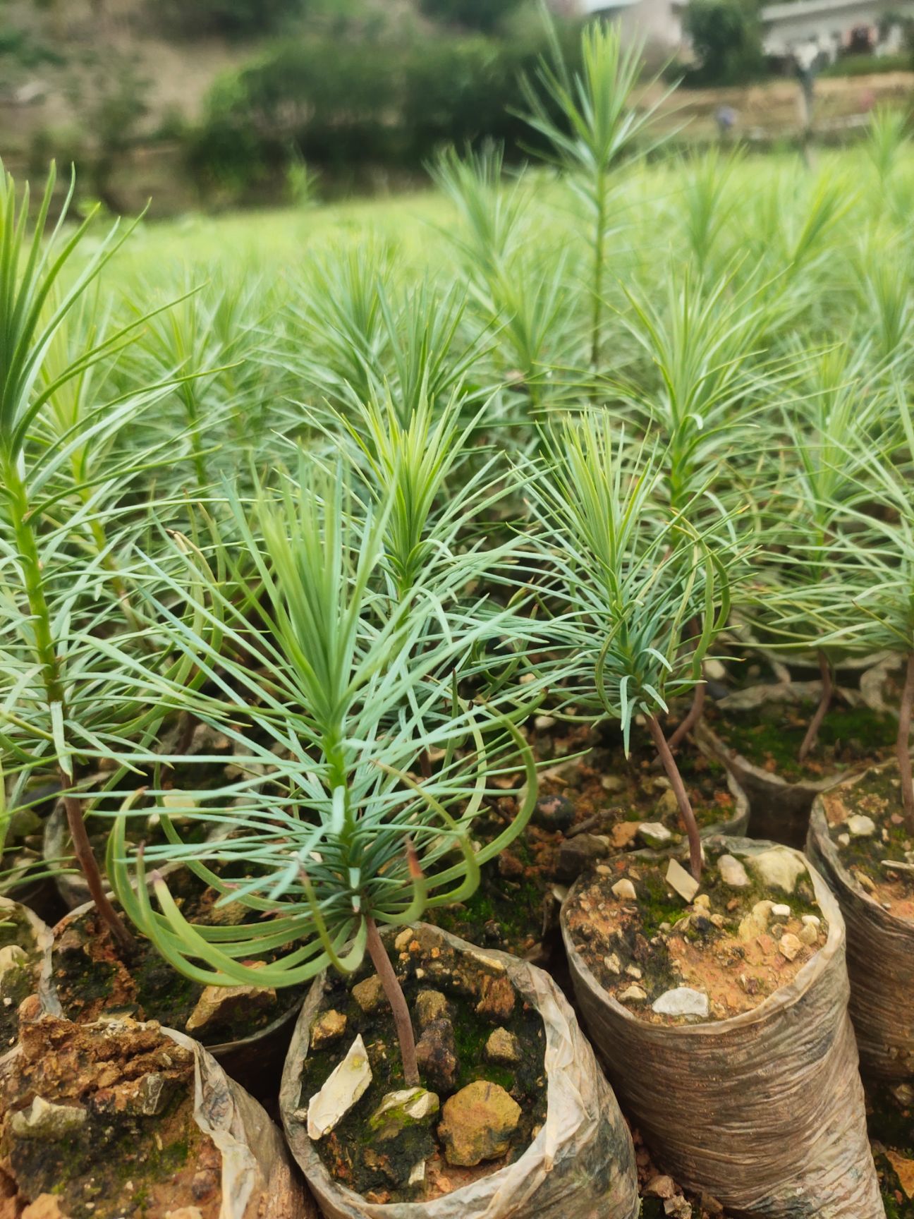 华山松苗，一年苗，营养袋苗，基地直发