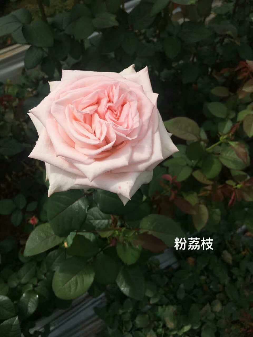 云南玫瑰苗品质优苗子好成活率高基地现取现发