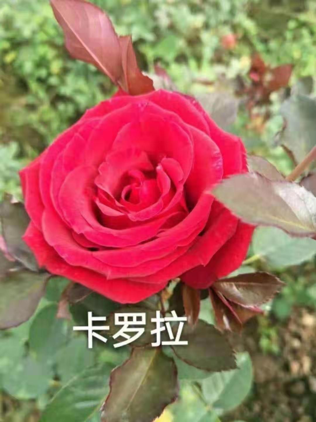 云南玫瑰苗品质优苗子好成活率高基地现取现发