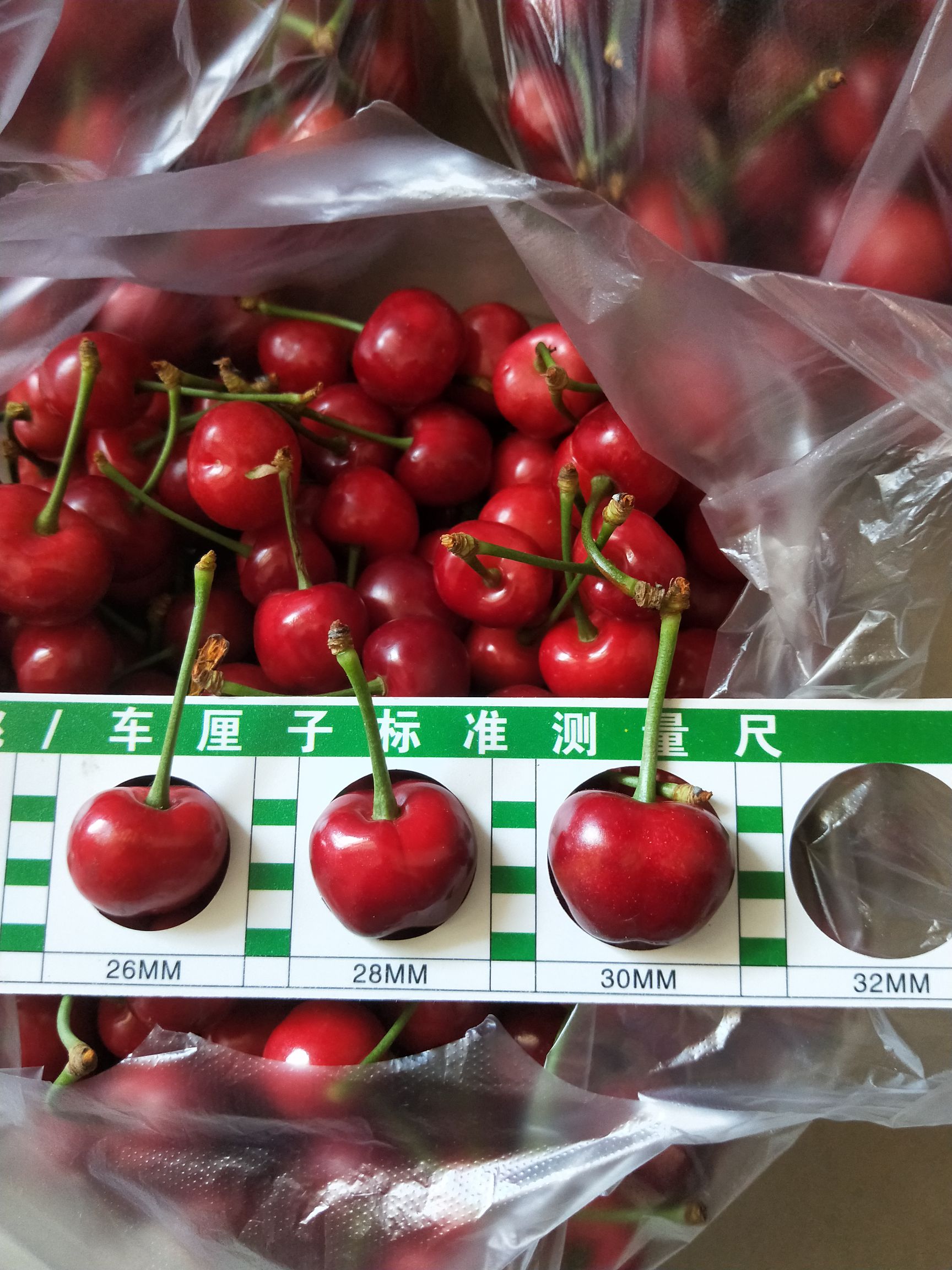 意大利早红樱桃 自家种植早红樱桃