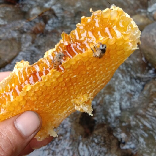 田林县土蜂蜜  巢蜜，现割现卖，数量有限，48小时发货，高峰期一过恢复原价