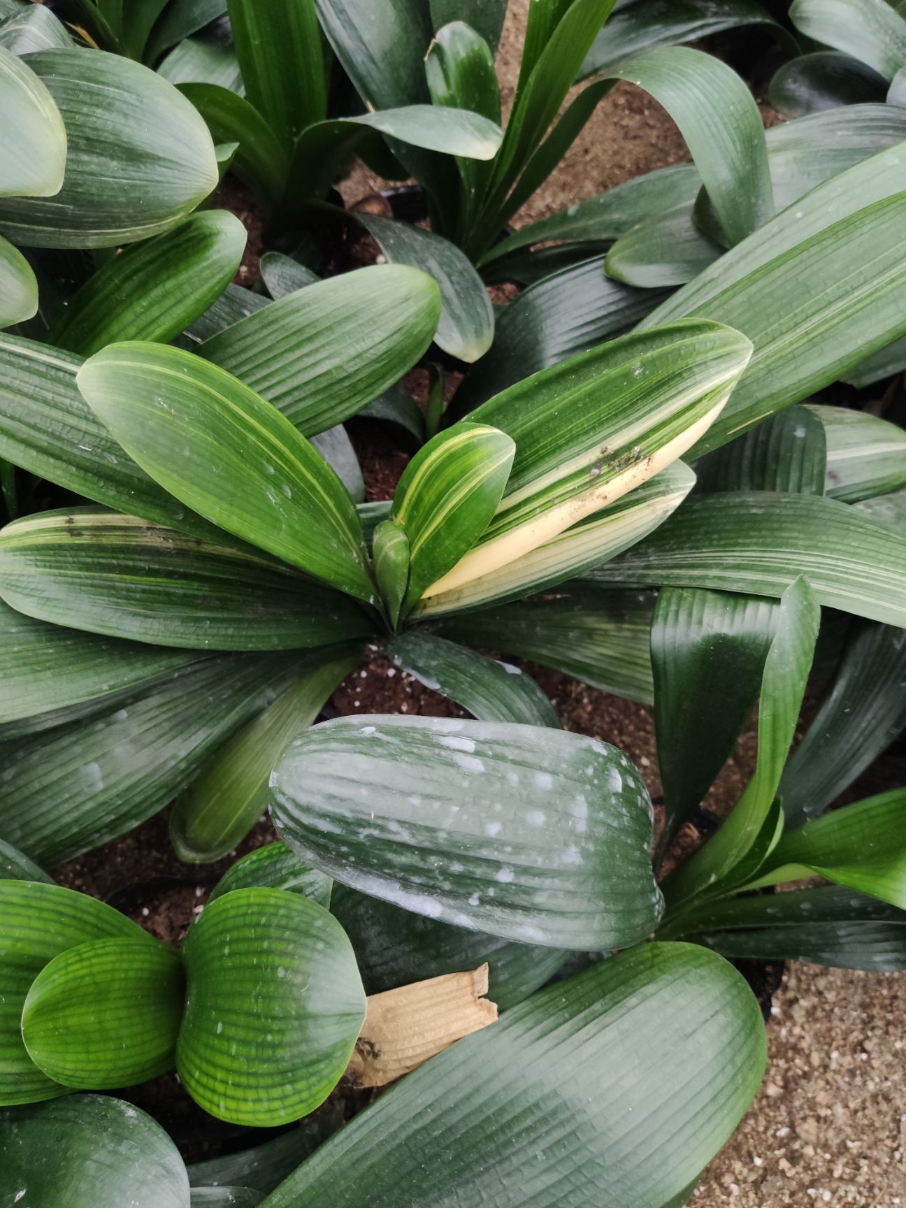 君子兰盆栽  君子兰 彩兰 佛光君子兰