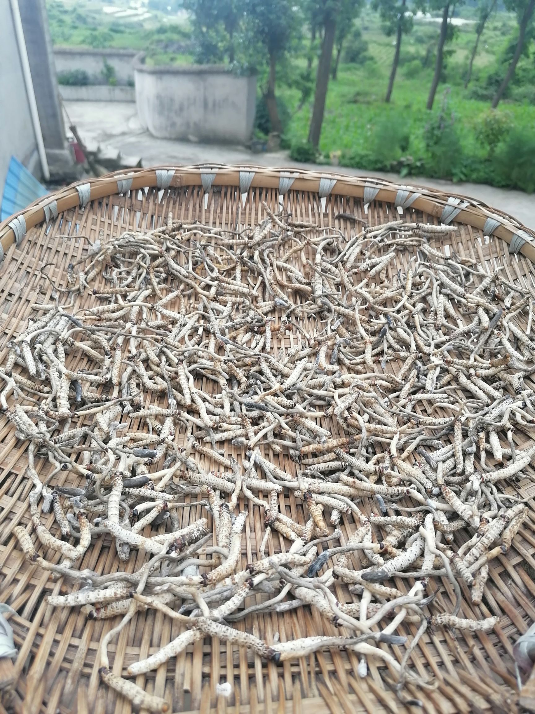 新鲜 亚香棒虫草