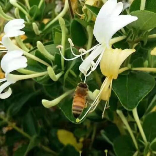 明光市蜂蜜