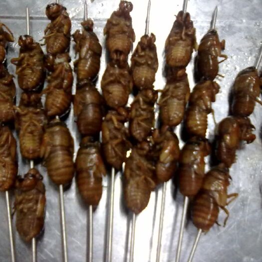 蚌埠金蝉串 爬抓