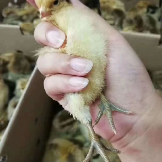 衡阳 青脚土鸡苗 青脚土鸡，包打液氮马立克疫苗包运输包运输存活